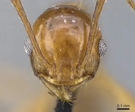 Pheidole laevifrons - CASENT0919782