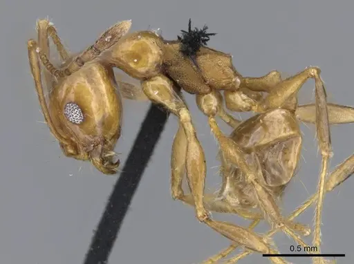 Pheidole laevifrons - CASENT0919782