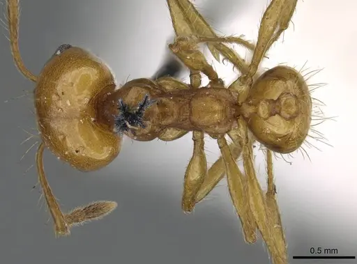 Pheidole laevifrons - CASENT0919783