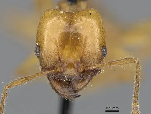 Pheidole laevifrons - CASENT0919783