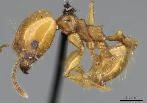 Pheidole laevifrons - CASENT0919783