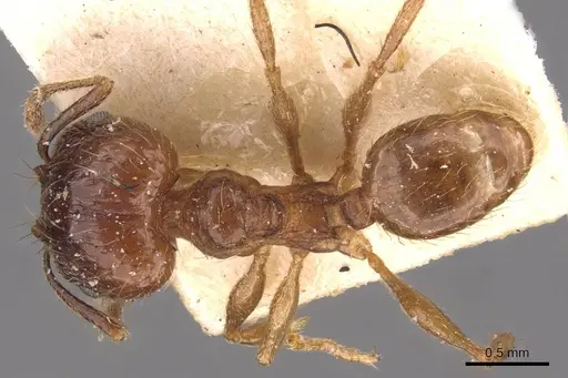 Pheidole laevinota specimen