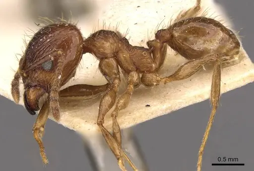 Pheidole laevinota specimen