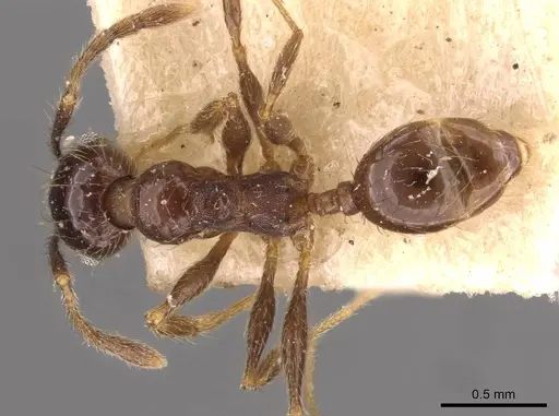 Pheidole laevinota - CASENT0908205