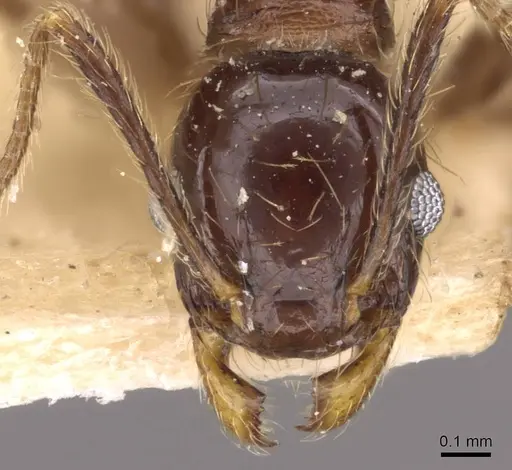 Pheidole laevinota - CASENT0908205