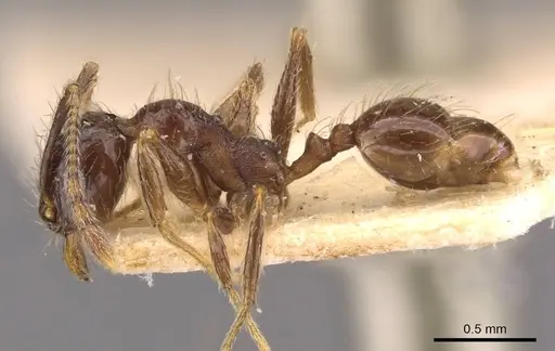 Pheidole laevinota - CASENT0908205