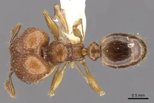 Pheidole laevithorax specimen