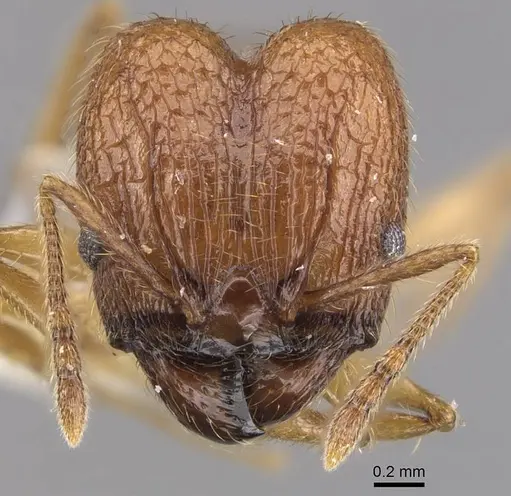 Pheidole laevithorax specimen