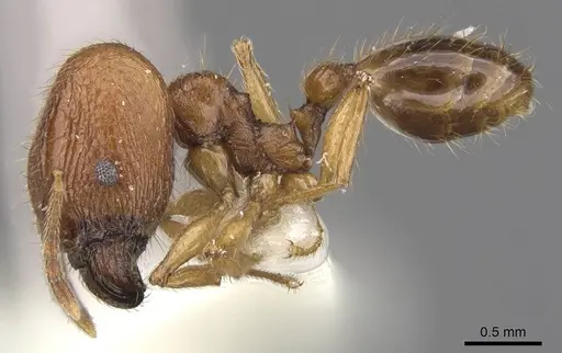 Pheidole laevithorax specimen