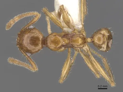 Pheidole laevithorax - CASENT0905870