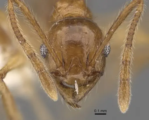 Pheidole laevithorax - CASENT0905870