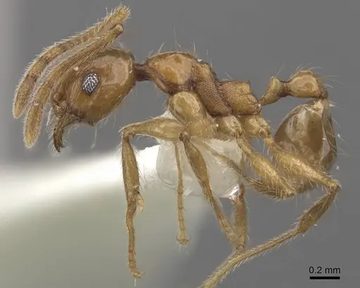 Pheidole laevithorax - CASENT0905870