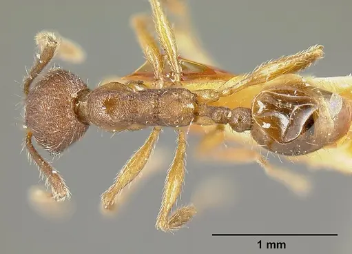 Pheidole laeviventris specimen