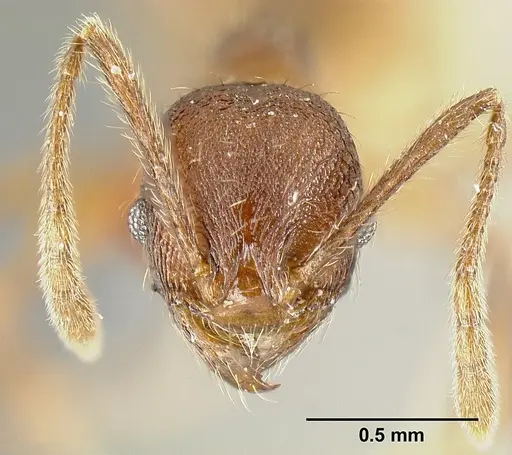Pheidole laeviventris specimen