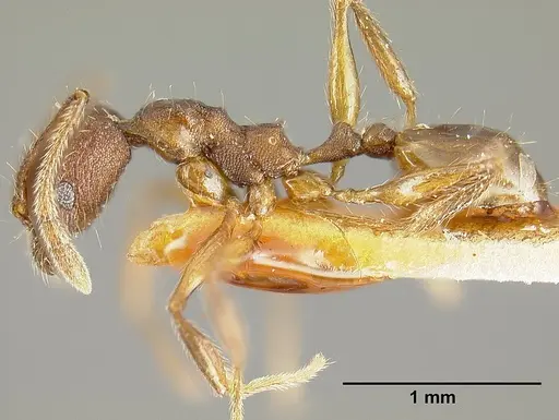 Pheidole laeviventris specimen