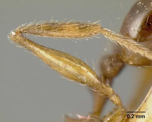 Pheidole laeviventris - CASENT0601248