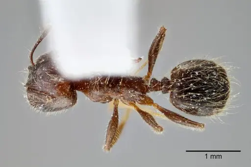 Pheidole laevivertex specimen