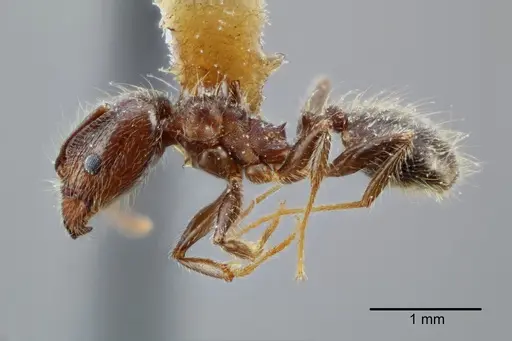 Pheidole laevivertex specimen