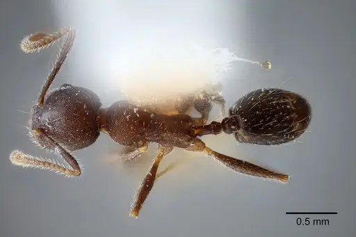 Pheidole laevivertex - CASENT0649600