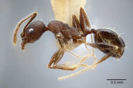 Pheidole laevivertex - CASENT0649600