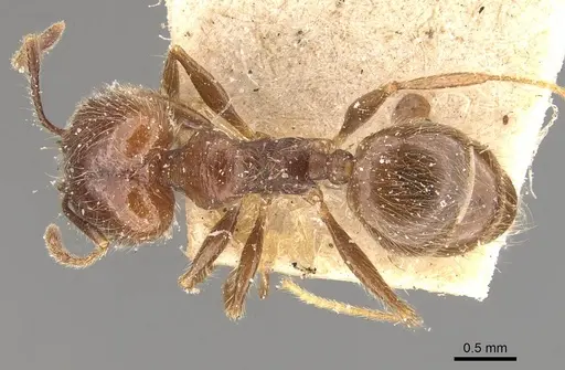 Pheidole laevivertex - CASENT0908226
