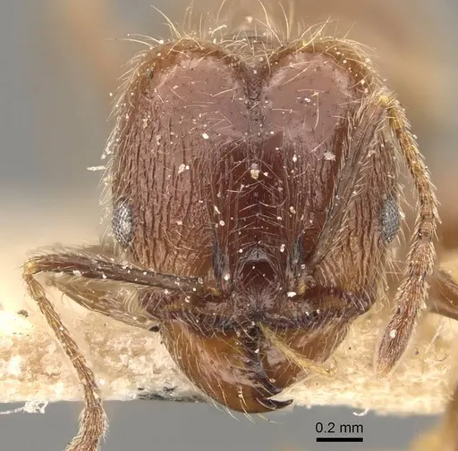Pheidole laevivertex - CASENT0908226