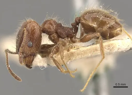 Pheidole laevivertex - CASENT0908226