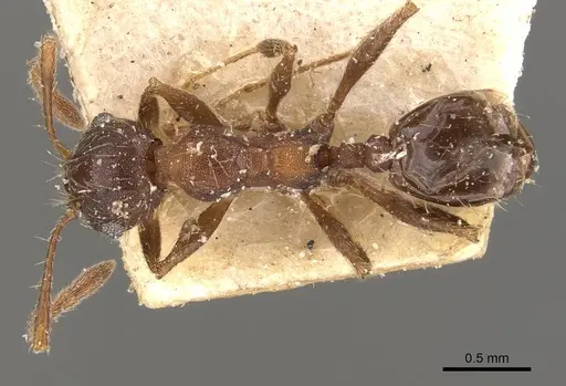 Pheidole laevivertex - CASENT0908227