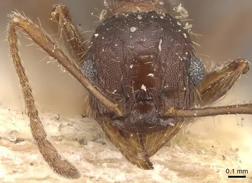 Pheidole laevivertex - CASENT0908227