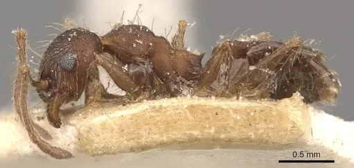 Pheidole laevivertex - CASENT0908227