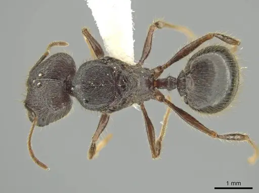 Pheidole lagunculiminor specimen