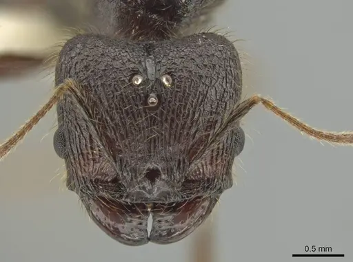 Pheidole lagunculiminor specimen