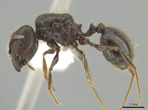 Pheidole lagunculiminor specimen