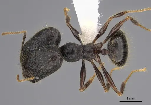 Pheidole lagunculiminor - CASENT0610934