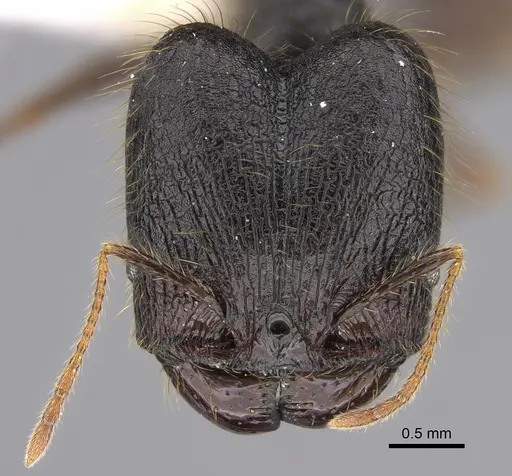 Pheidole lagunculiminor - CASENT0610934