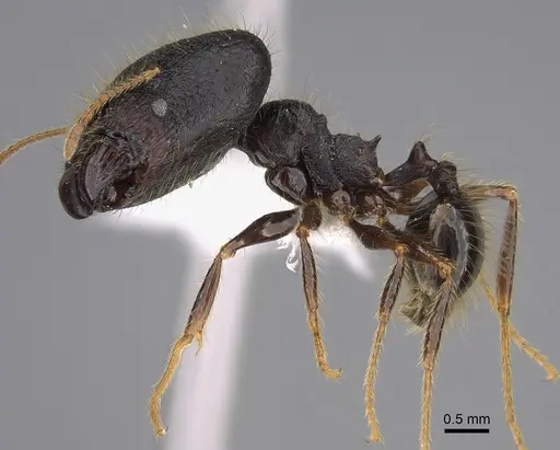 Pheidole lagunculiminor - CASENT0610934