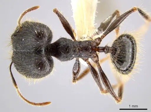 Pheidole lagunculiminor - CASENT0610935
