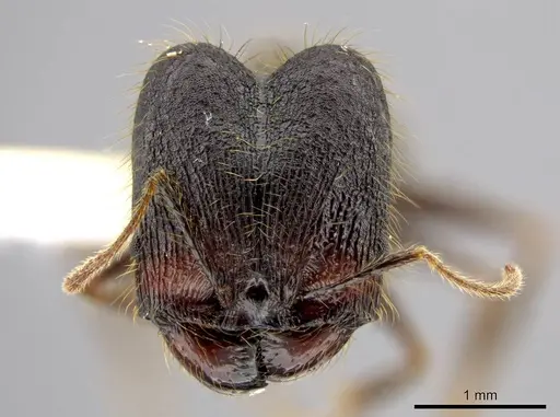 Pheidole lagunculiminor - CASENT0610935