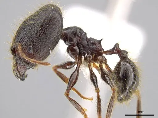 Pheidole lagunculiminor - CASENT0610935