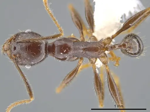 Pheidole lagunculiminor - CASENT0610937