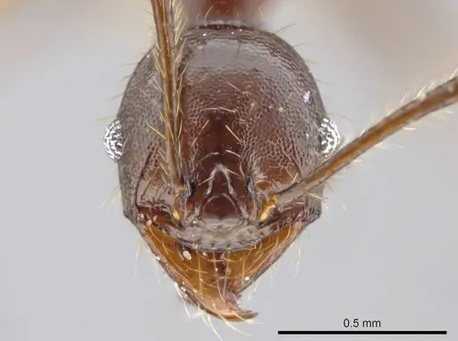 Pheidole lagunculiminor - CASENT0610937
