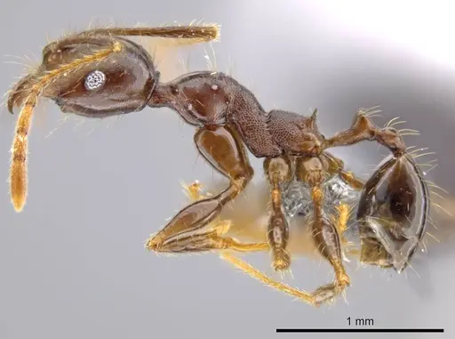 Pheidole lagunculiminor - CASENT0610937