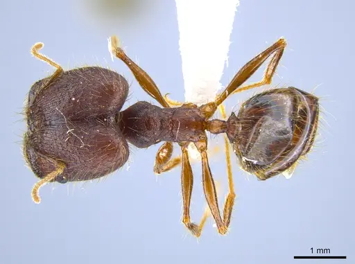Pheidole lagunculiminor - CASENT0612284