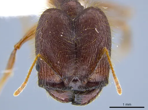 Pheidole lagunculiminor - CASENT0612284