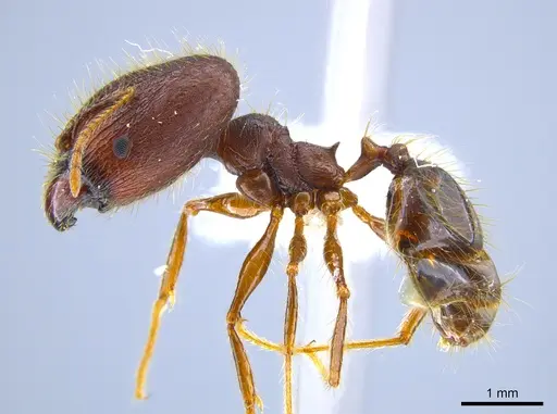 Pheidole lagunculiminor - CASENT0612284