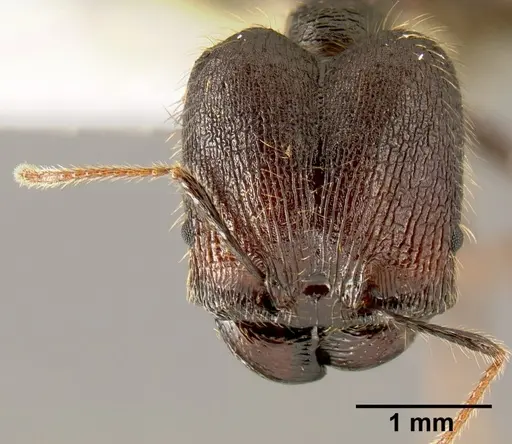 Pheidole lagunculinoda specimen