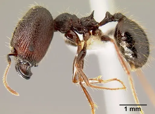 Pheidole lagunculinoda - CASENT0609553