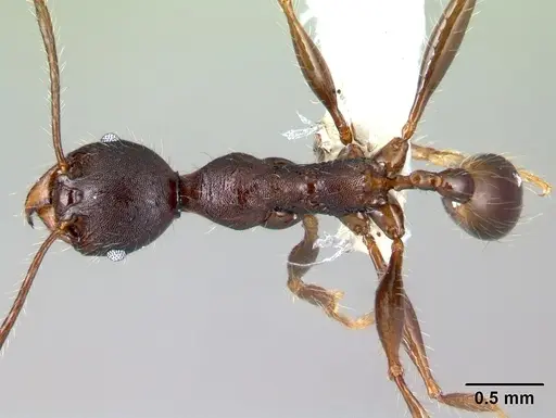 Pheidole lagunculinoda - CASENT0609857
