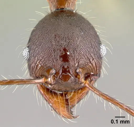 Pheidole lagunculinoda - CASENT0609857