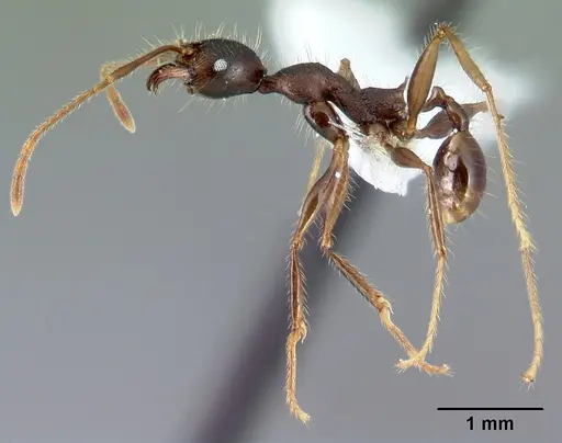 Pheidole lagunculinoda - CASENT0609857
